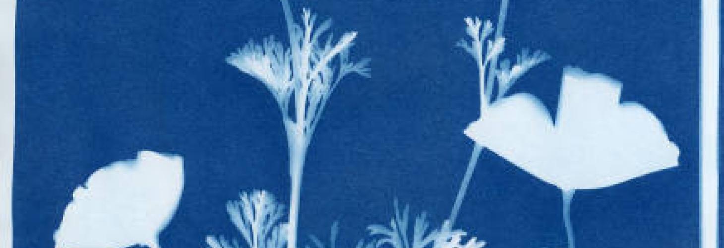 carousel cyanotype