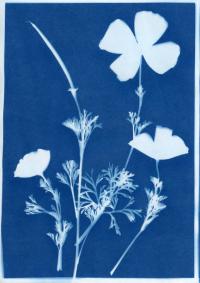 carousel cyanotype