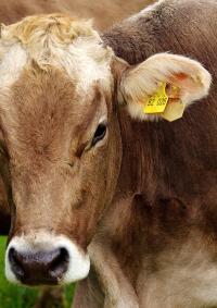 vache carrousel